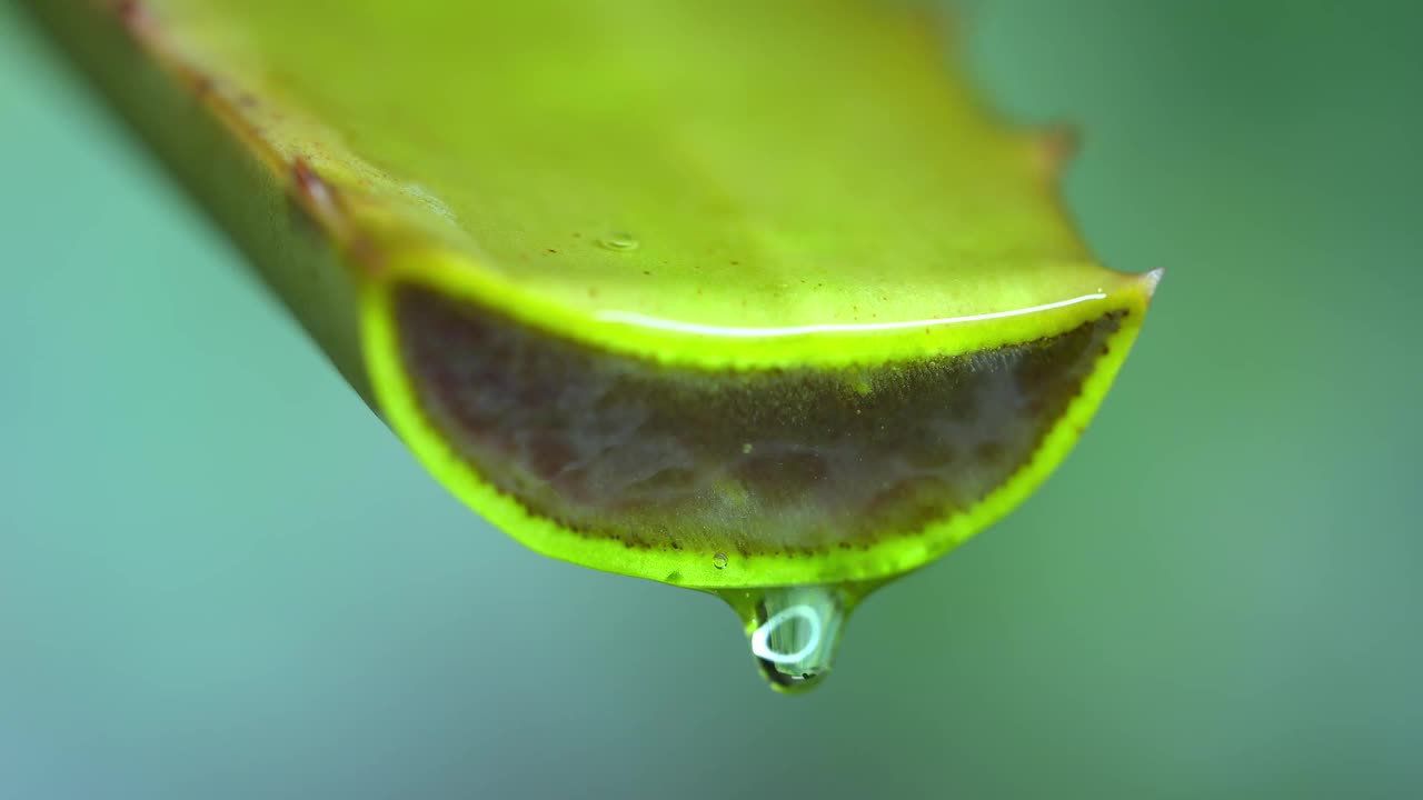 大卷须新鲜的绿色芦荟植物，折叠片的叶子和透明凝胶提取物流过芦荟成分。芦荟凝胶，对皮肤治疗有益的草药视频素材