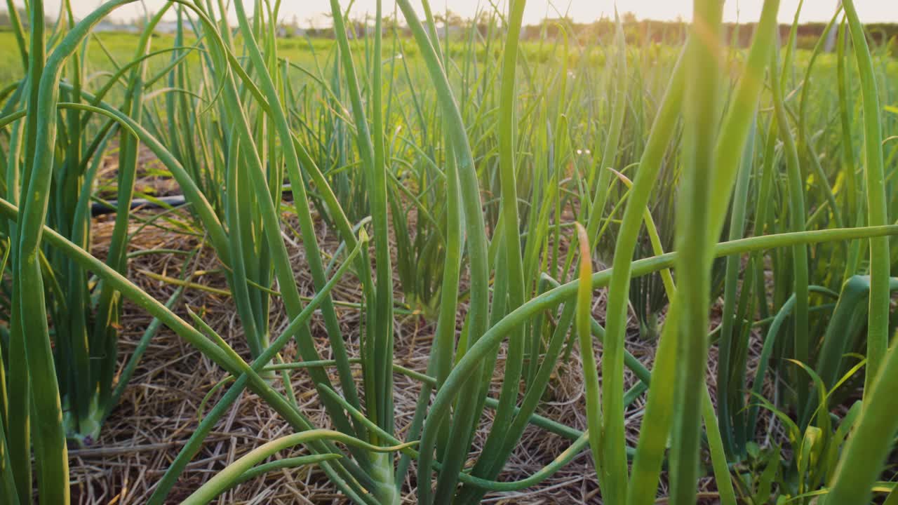 红洋葱植物生长在蔬菜园里视频素材