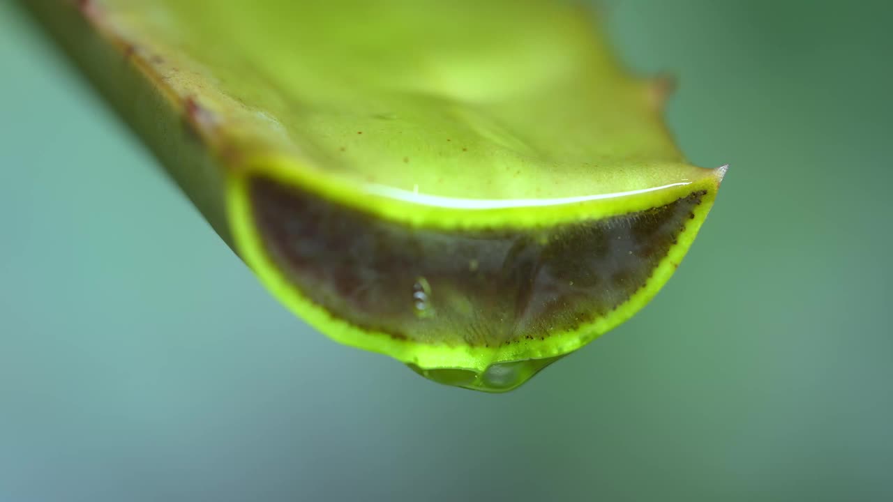 大卷须新鲜的绿色芦荟植物，折叠片的叶子和透明凝胶提取物流过芦荟成分。芦荟凝胶，对皮肤治疗有益的草药视频素材