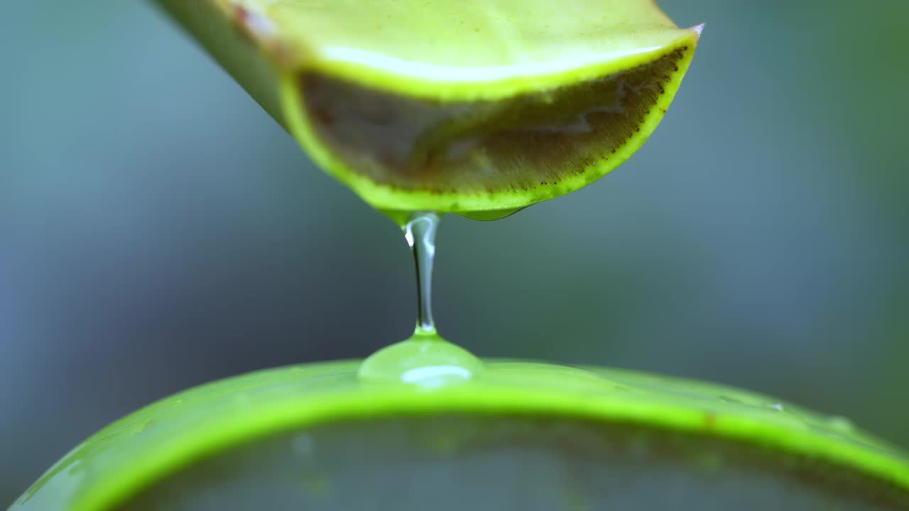 大卷须新鲜的绿色芦荟植物，折叠片的叶子和透明凝胶提取物流过芦荟成分。芦荟凝胶，对皮肤治疗有益的草药视频素材