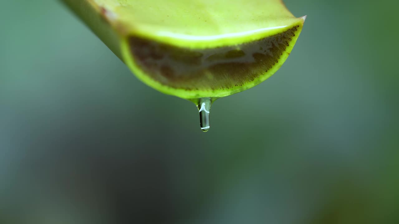 大卷须新鲜的绿色芦荟植物，折叠片的叶子和透明凝胶提取物流过芦荟成分。芦荟凝胶，对皮肤治疗有益的草药视频素材