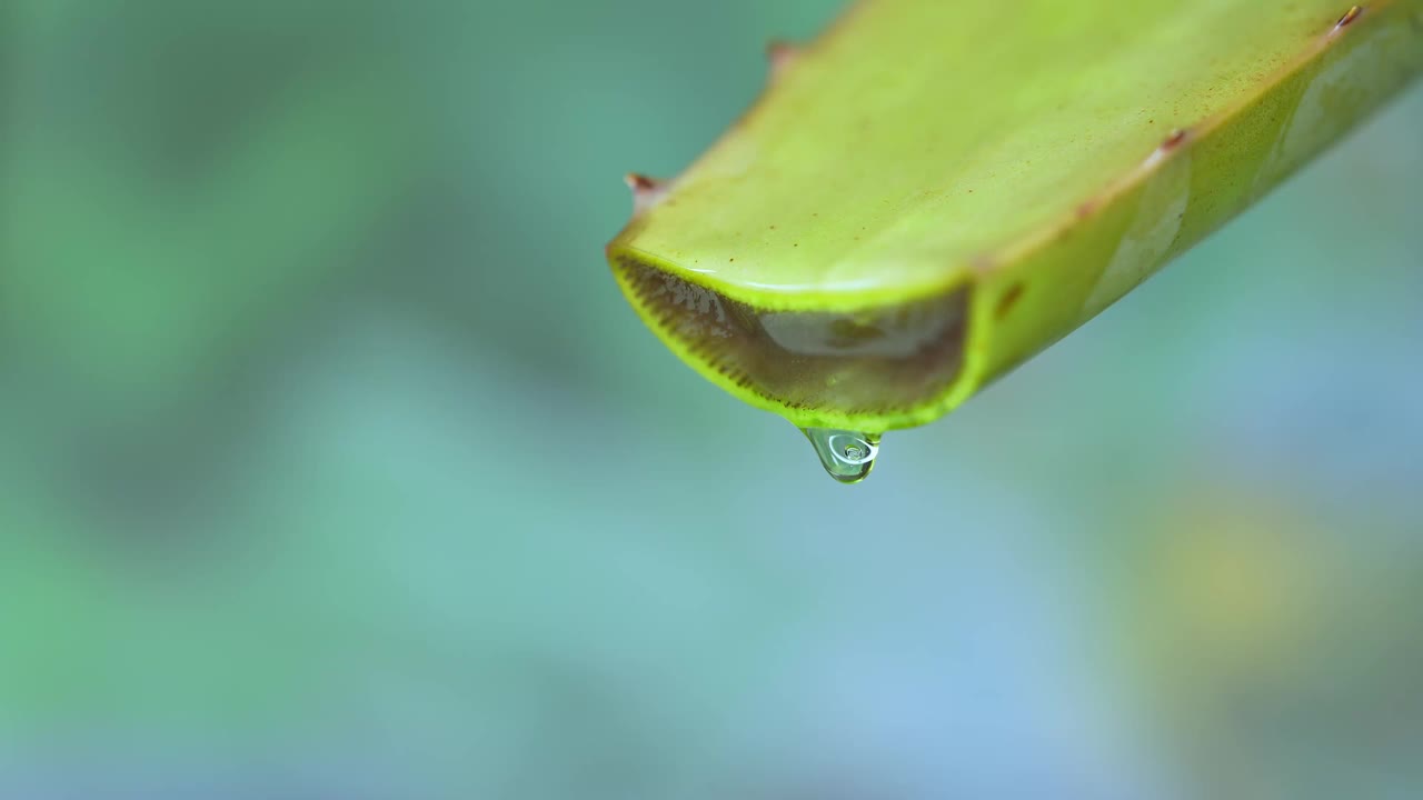 大卷须新鲜的绿色芦荟植物，折叠片的叶子和透明凝胶提取物流过芦荟成分。芦荟凝胶，对皮肤治疗有益的草药视频下载