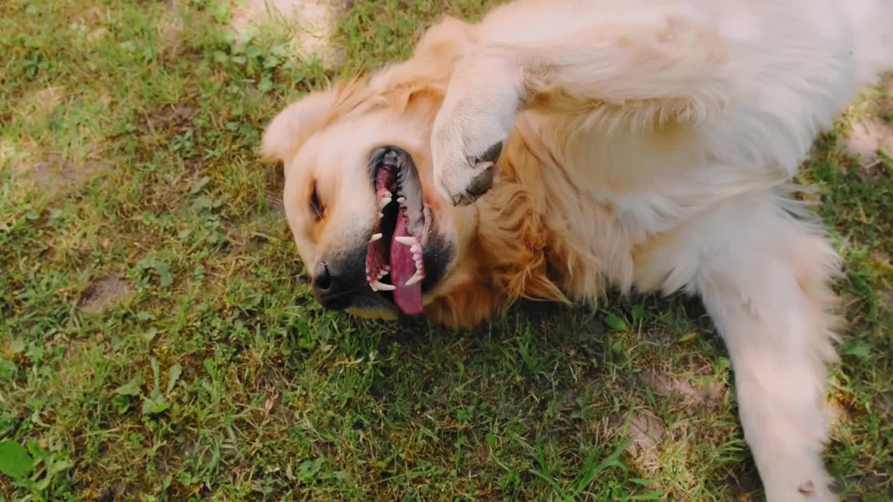 这只娇惯的金毛猎犬躺在后院的绿草地上。户外嬉戏的宠物俯视图。和家畜在一起的有趣时光。快乐的狗。友谊的概念。夏天的活动视频素材