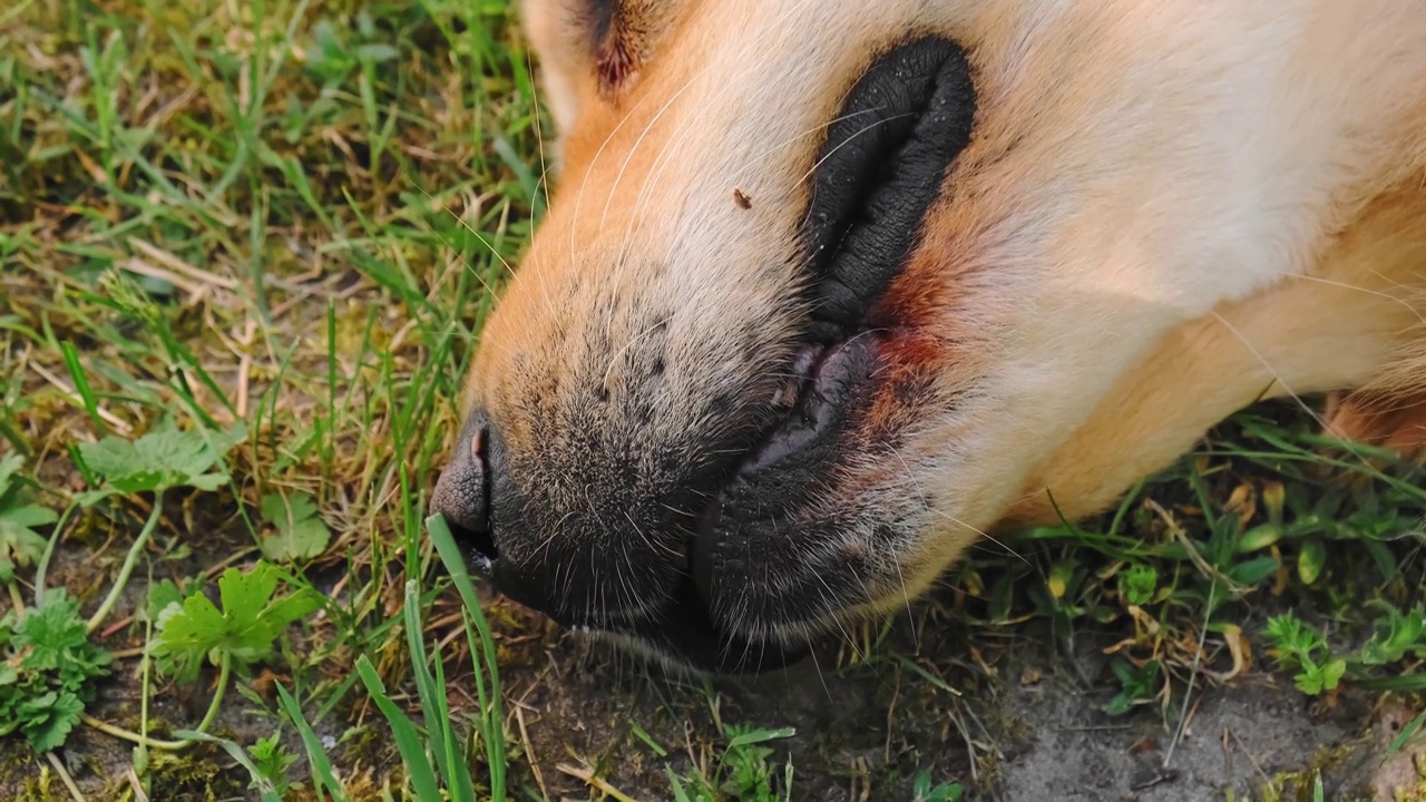 这只娇惯的金毛猎犬躺在后院的绿草地上。头部特写。户外嬉戏的宠物俯视图。有趣的时间。家畜。快乐的狗。友谊的概念。夏天视频素材