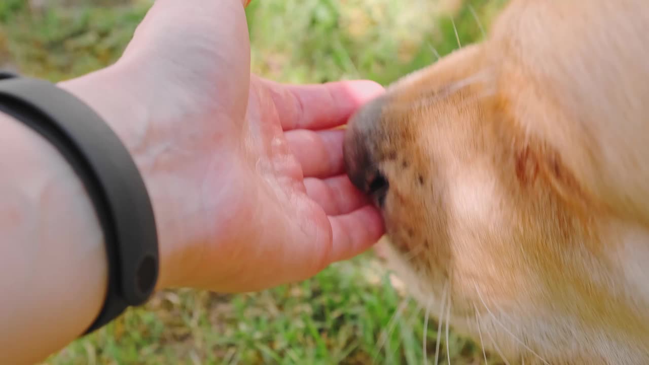 在后院的背景下，娇生惯养的金毛猎犬舔主人的手。在户外看顽皮的宠物。有趣的时间。家畜特写。快乐的狗。友谊的概念。最好的朋友视频素材