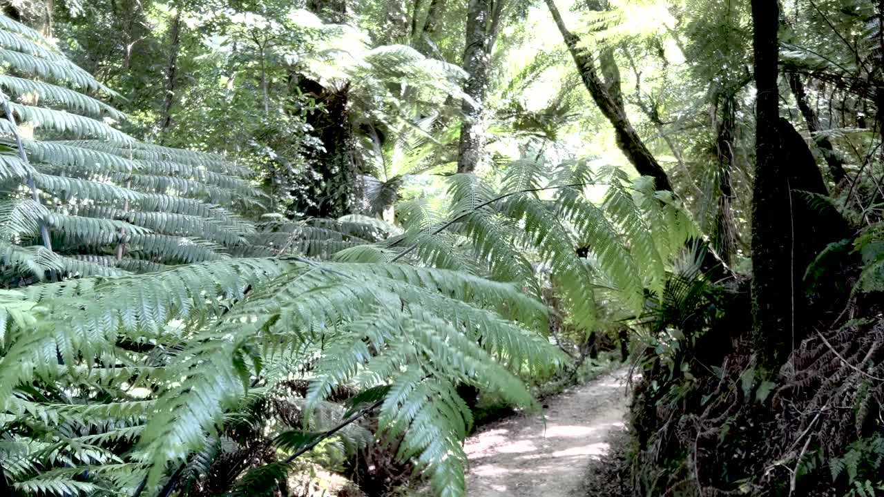 国家公园里的新西兰本土植物群视频素材