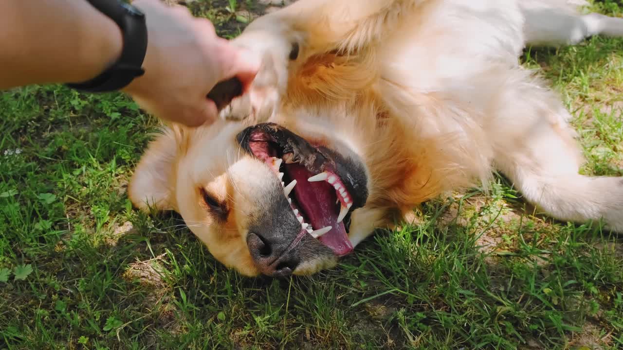 这只娇惯的金毛猎犬躺在后院的绿草地上。户外嬉戏的宠物俯视图。和家畜在一起的有趣时光。快乐的狗。友谊的概念。夏天的活动视频素材