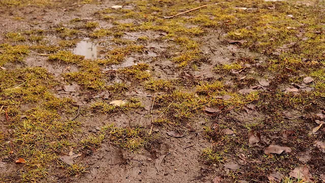 土耳其坎加尔狗在泥上的脚印。动物足迹大小与手的比较。你可以注意到:在狗的图案前面有一个猫的图案。动物的足迹，足迹。视频下载