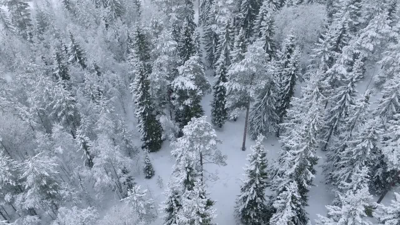 在大雪期间，云杉和松树林中的风景旋转航拍视频。极端的冬季条件。所有的树都被大雪覆盖着视频下载