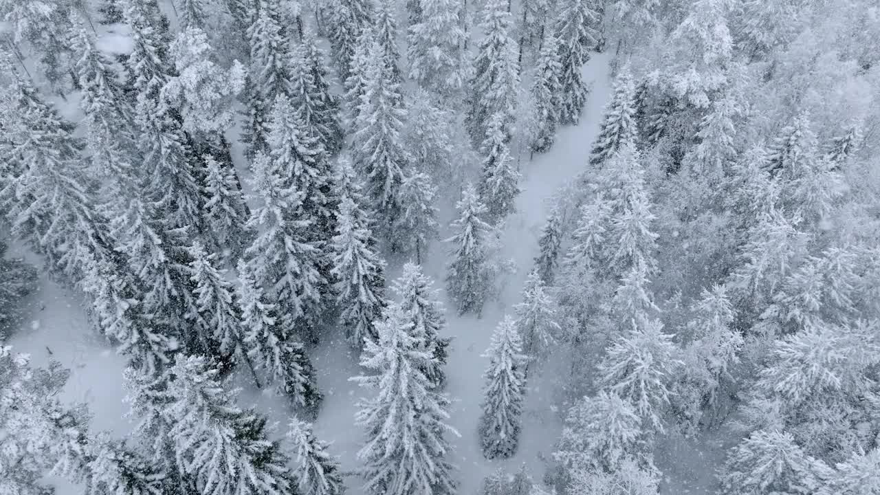 风景慢飞视频在云杉和松树森林在大雪。极端的冬季条件。所有的树都被大雪覆盖着视频素材