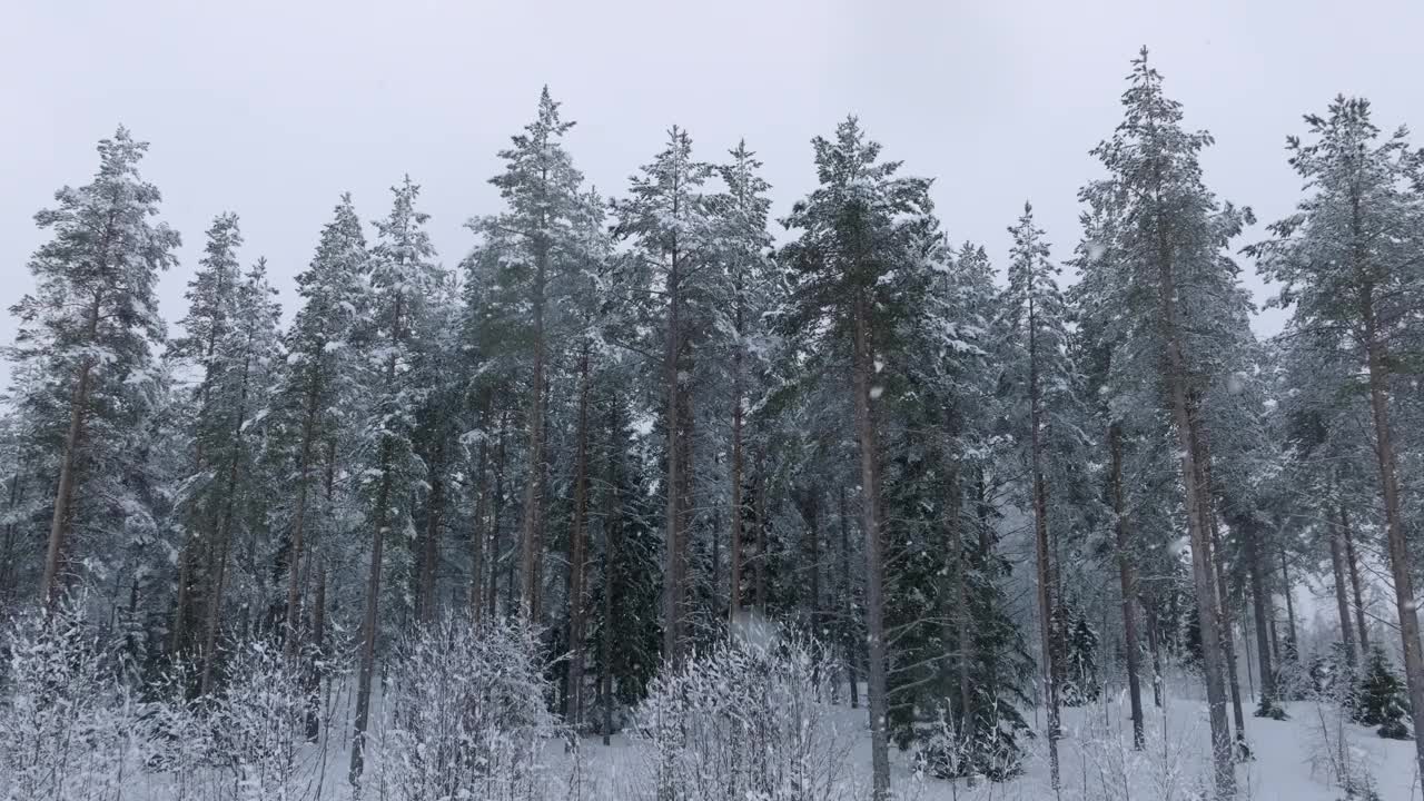 在大雪期间，缓慢的风景从地面飞到松树林上方。所有的树都被大雪覆盖着。视频素材