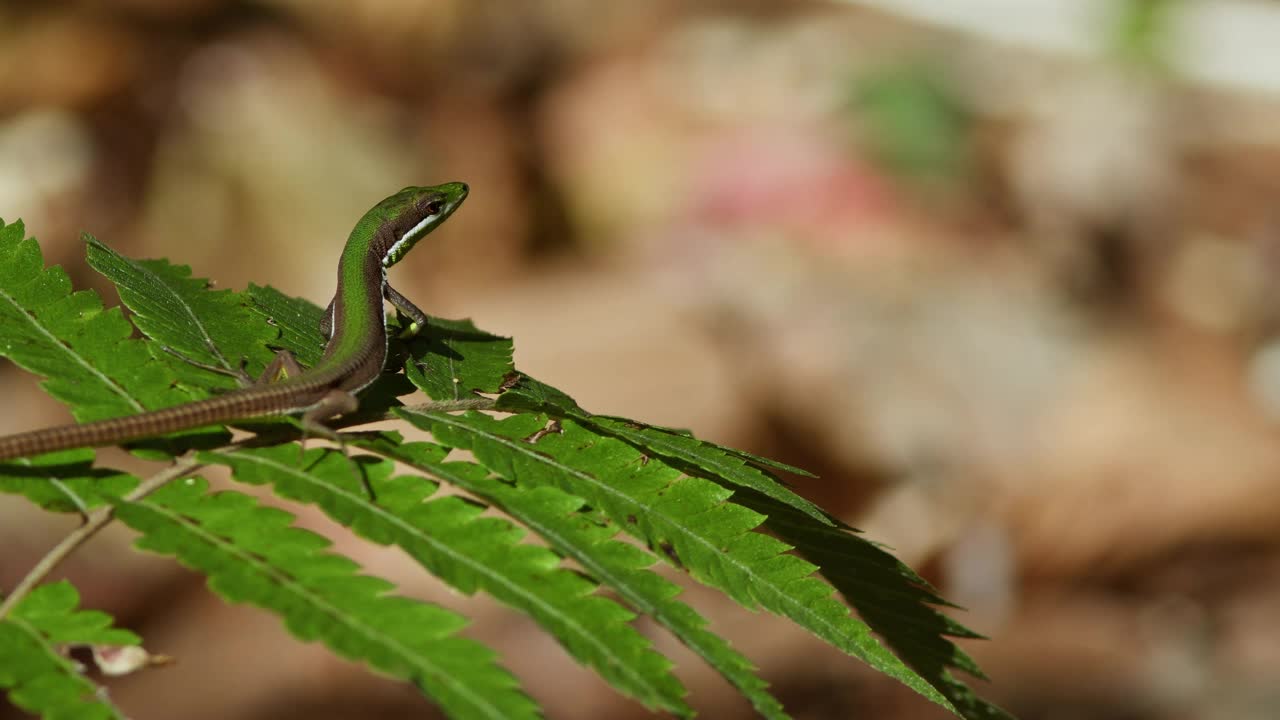 从植物上滑下来的绿草蜥蜴。视频素材