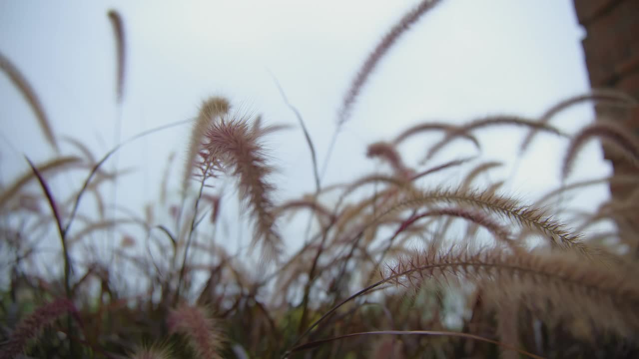 风吹紫泉草的特写镜头。视频素材