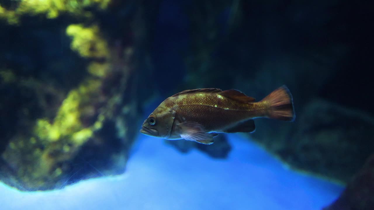 在水族栖息地游泳的鱼视频素材