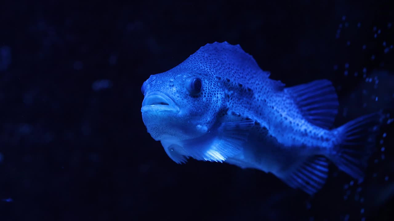 蓝色水族馆的斑鳍豪猪鱼视频素材