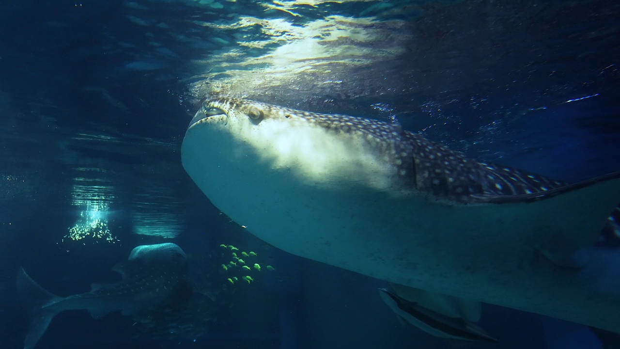 鲸鲨在水族馆里滑翔视频素材