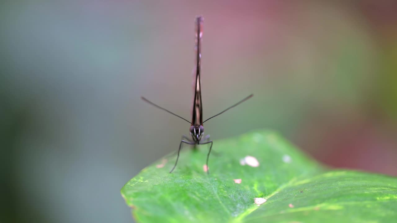 丛林热带蝴蝶——绿蝴蝶、凤蝶、凤蝶、黑脉金斑蝶(danaus plexippus)在绿叶上的特写特写。视频素材