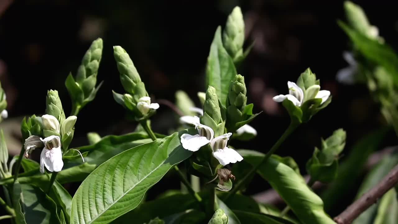 具有选择性聚焦的叶子和花的马拉巴坚果或Adhatoda植物，也称为Justicia Adhatoda, Vasaka视频素材