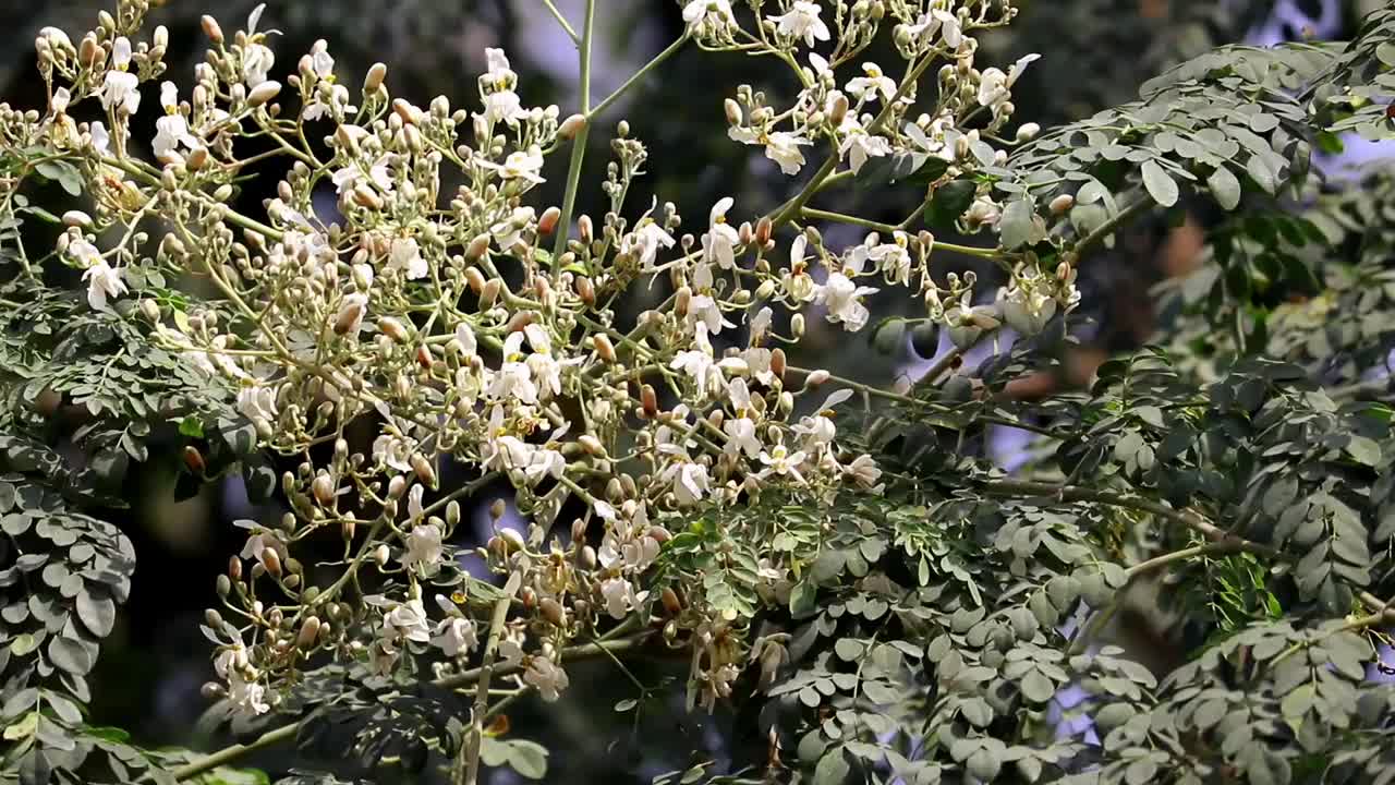 辣木花或鸡腿树花和叶子，也被称为辣根树，阿育吠陀草药树视频下载