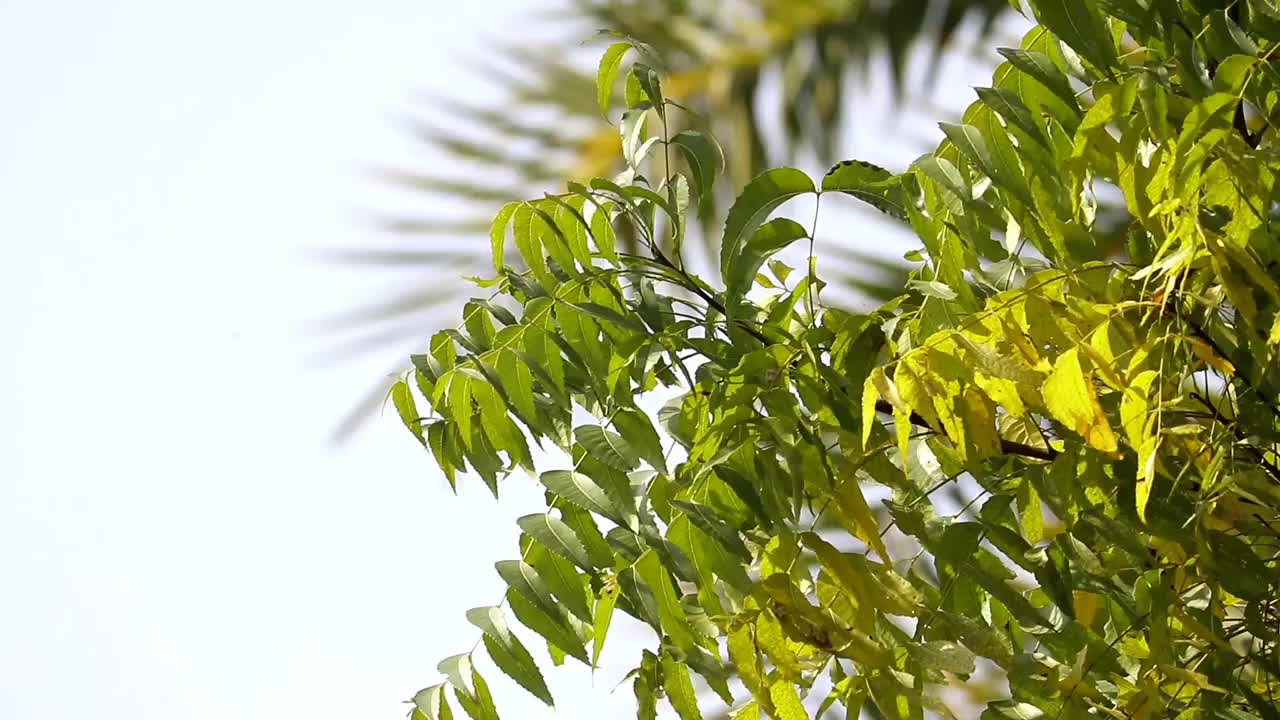 印楝树或印度楝叶，也被称为Nimtree, Margosa或印度丁香，使用阿育吠陀草药视频下载