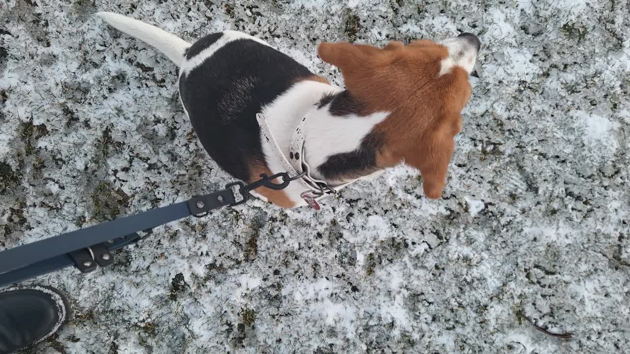 小猎犬坐在雪地上。狗和主人一起散步。一只听话而有耐心的狗的概念。视频素材