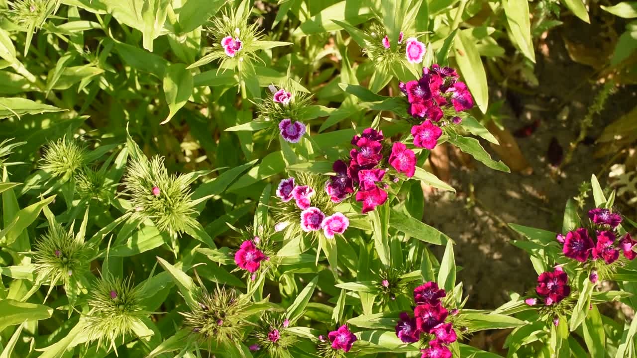 花坛里的花随风摇曳。视频素材