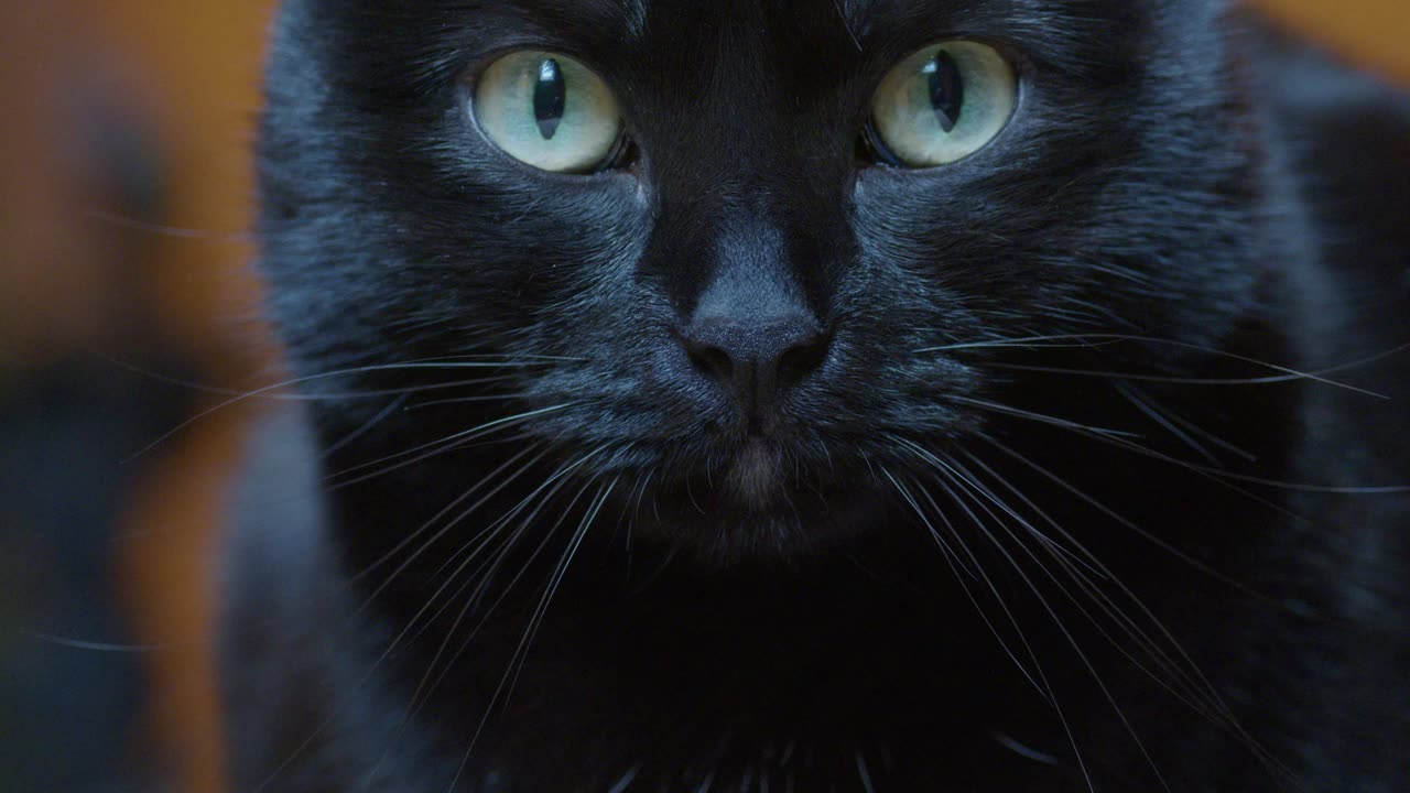 黑猫和黄眼睛视频素材