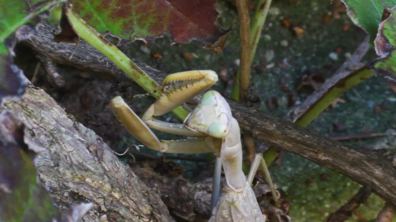 螳螂，外高加索象形虫视频素材