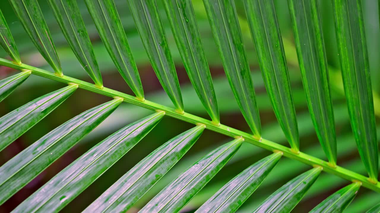 热带棕榈树的树叶和水滴异国情调的自然背景视频素材