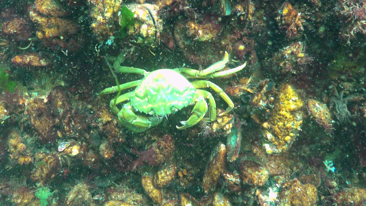 黑海，营养的绿蟹(Carcinus aestuarii)，吃另一种螃蟹，这是在海底捕获的。视频素材