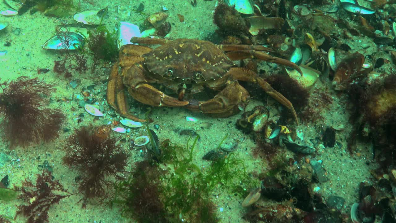 黑海，营养的绿蟹(Carcinus aestuarii)，吃另一种螃蟹，这是在海底捕获的视频素材