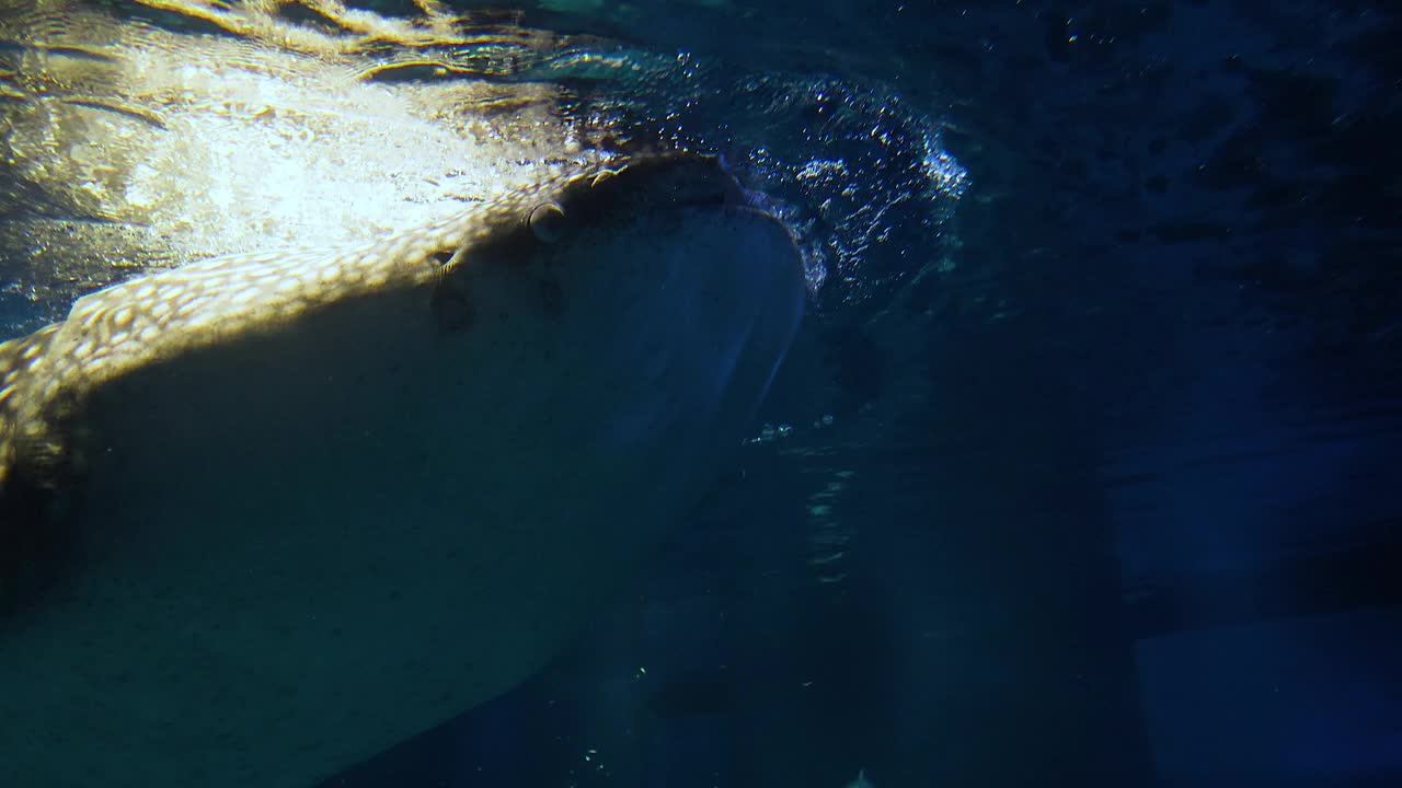 鲸鲨在水族馆里游泳视频素材