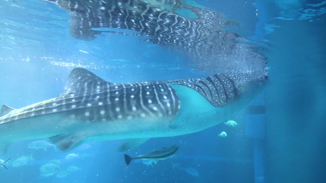 鲸鲨在水族馆里滑翔视频素材