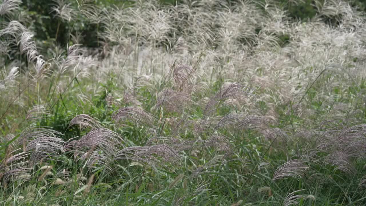 美丽的草在风中摇曳。视频素材