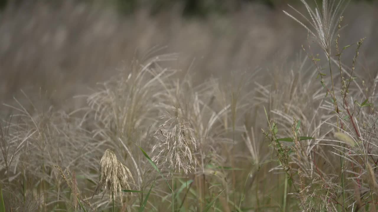 美丽的草在风中摇曳。视频素材