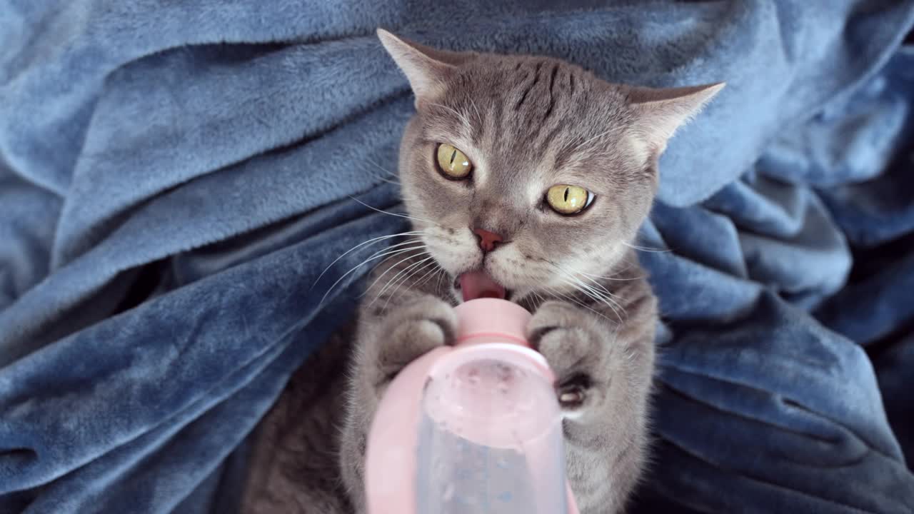 饥饿的猫仰面躺在沙发上，试图从奶瓶里吸奶视频素材