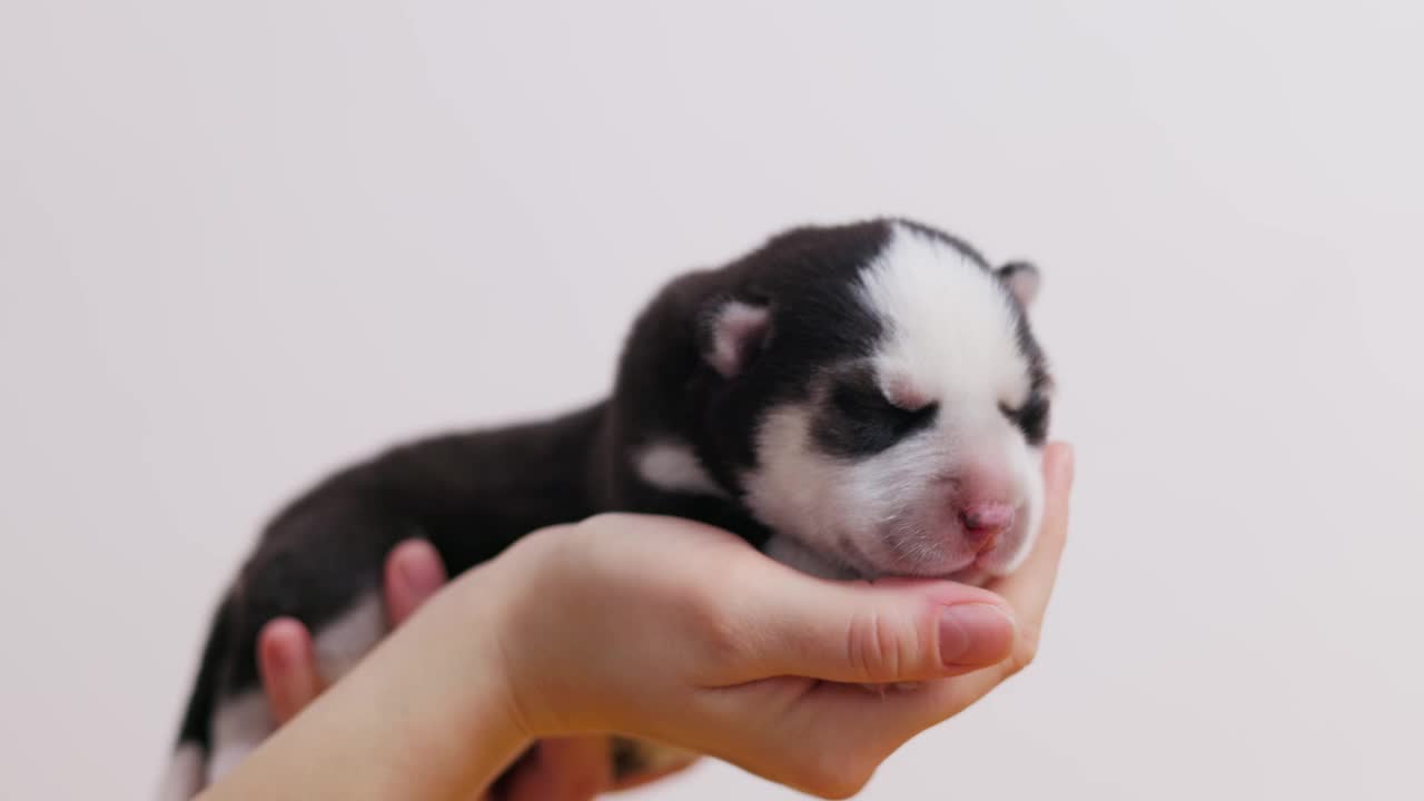 刚出生的小狗被抱在手里。视频素材