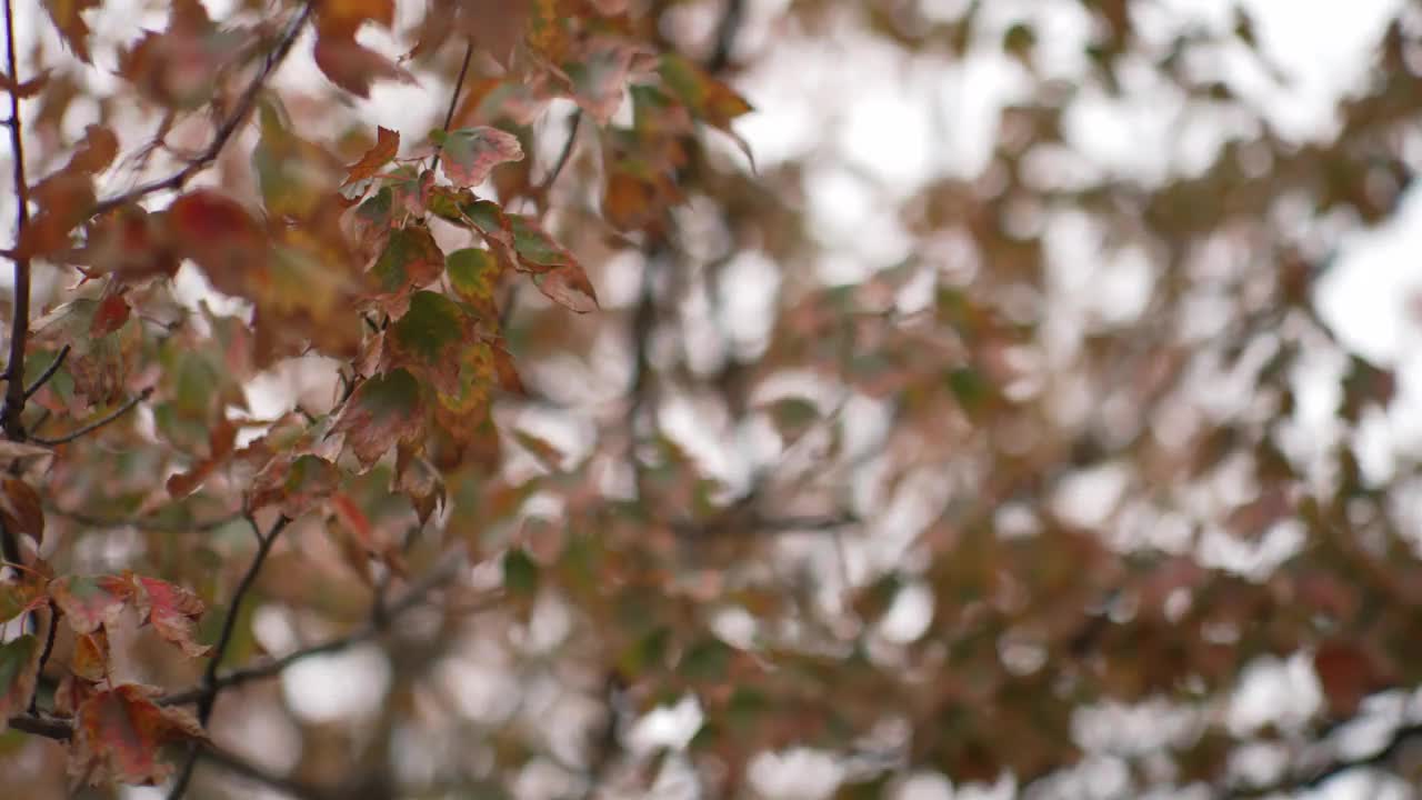 秋天的树枝上装饰着黄色、红色和棕色的落叶——季节性的树叶，大自然的美丽。充满活力的植物细节，秋天收获美学。枝头捕捉秋光视频下载