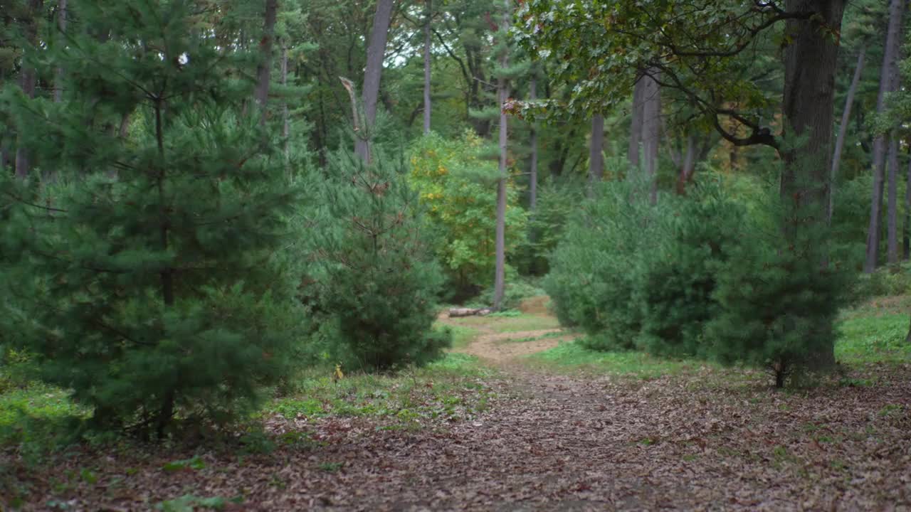 宁静的森林景观与云杉和松树-风景小径宁静的森林漫步-大自然的美丽，林地小径放松散步-常绿的森林景观与诱人的路径视频下载