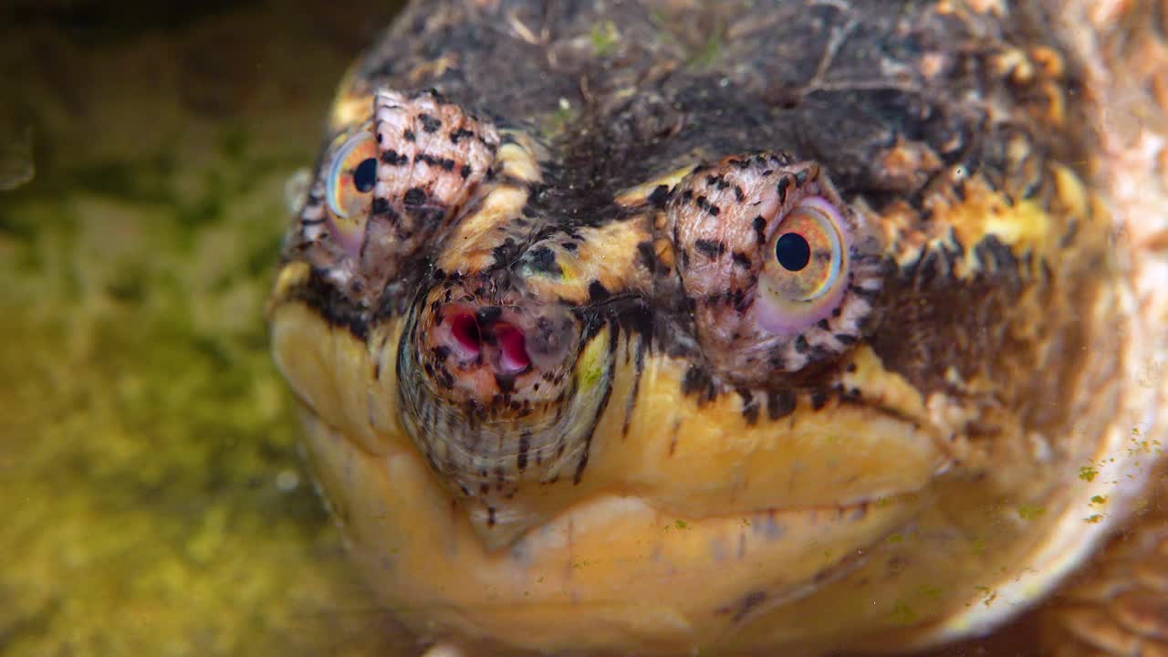 特写，大头鳄龟(Chelydra serpentina)，水族箱视频素材