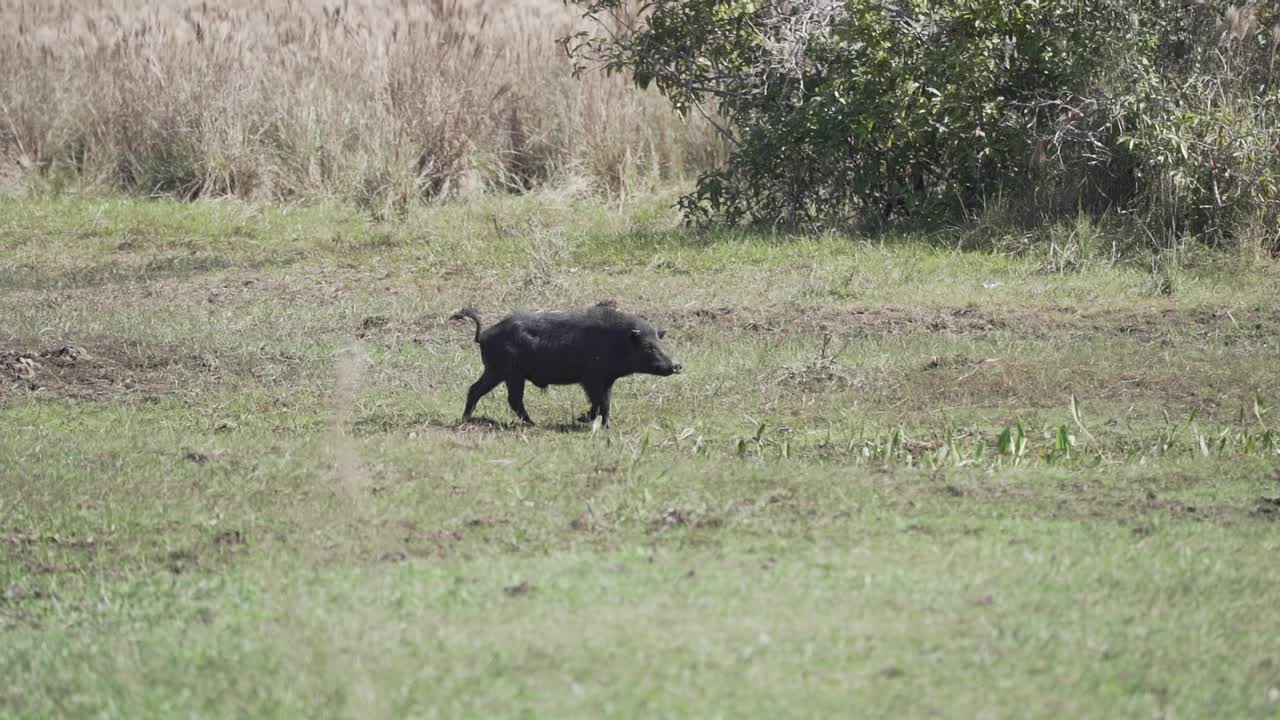 美洲南部巴西潘塔纳尔沼泽湿地的一种野猪，也叫黄鼬猪或臭鼬猪。视频素材