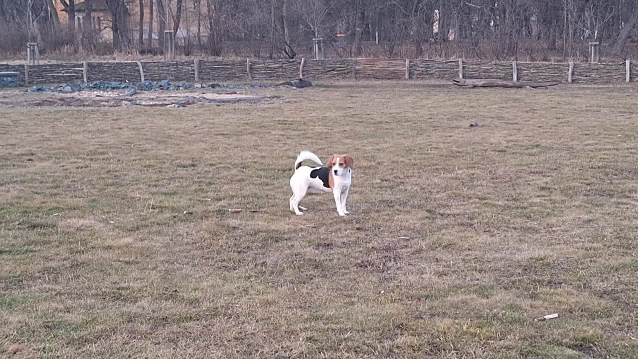 一只猎犬在狗狗公园里散步。狗公园里的宠物狗。小猎犬闻草。狗在草地上挖洞。与动物玩耍的概念，对动物的爱和狗的自由。视频素材