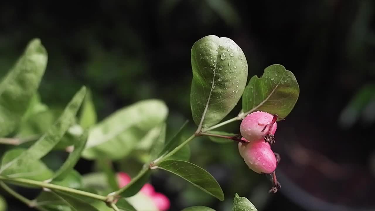 新鲜的雨滴或露珠落在挂在树枝上的孟加拉醋栗或卡莲达果上视频下载