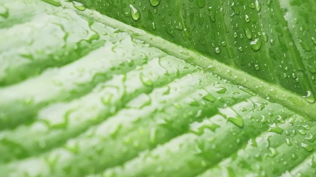 下雨天，新鲜的雨点或露珠落在绿色的芭蕉叶上视频下载