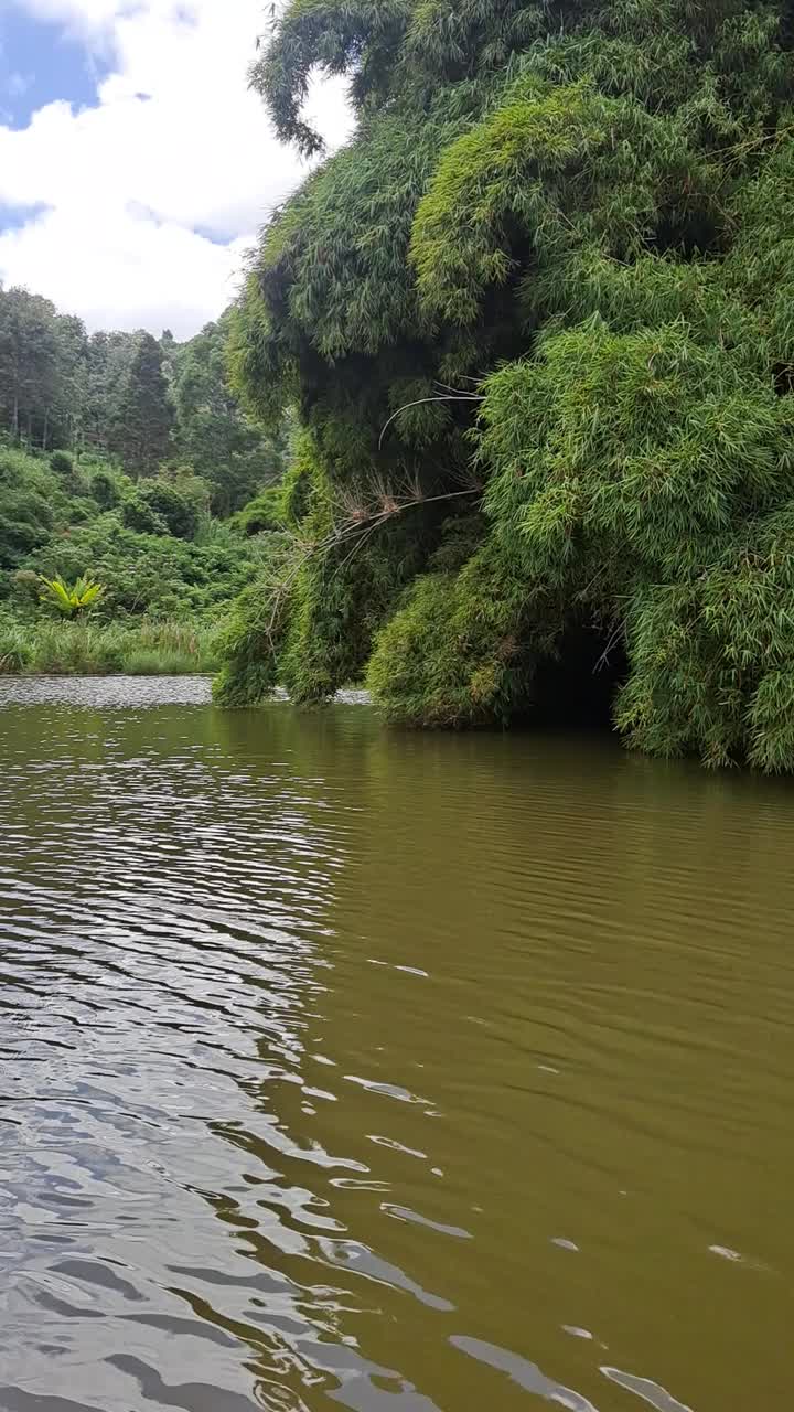 沼泽旁的一棵竹子视频素材