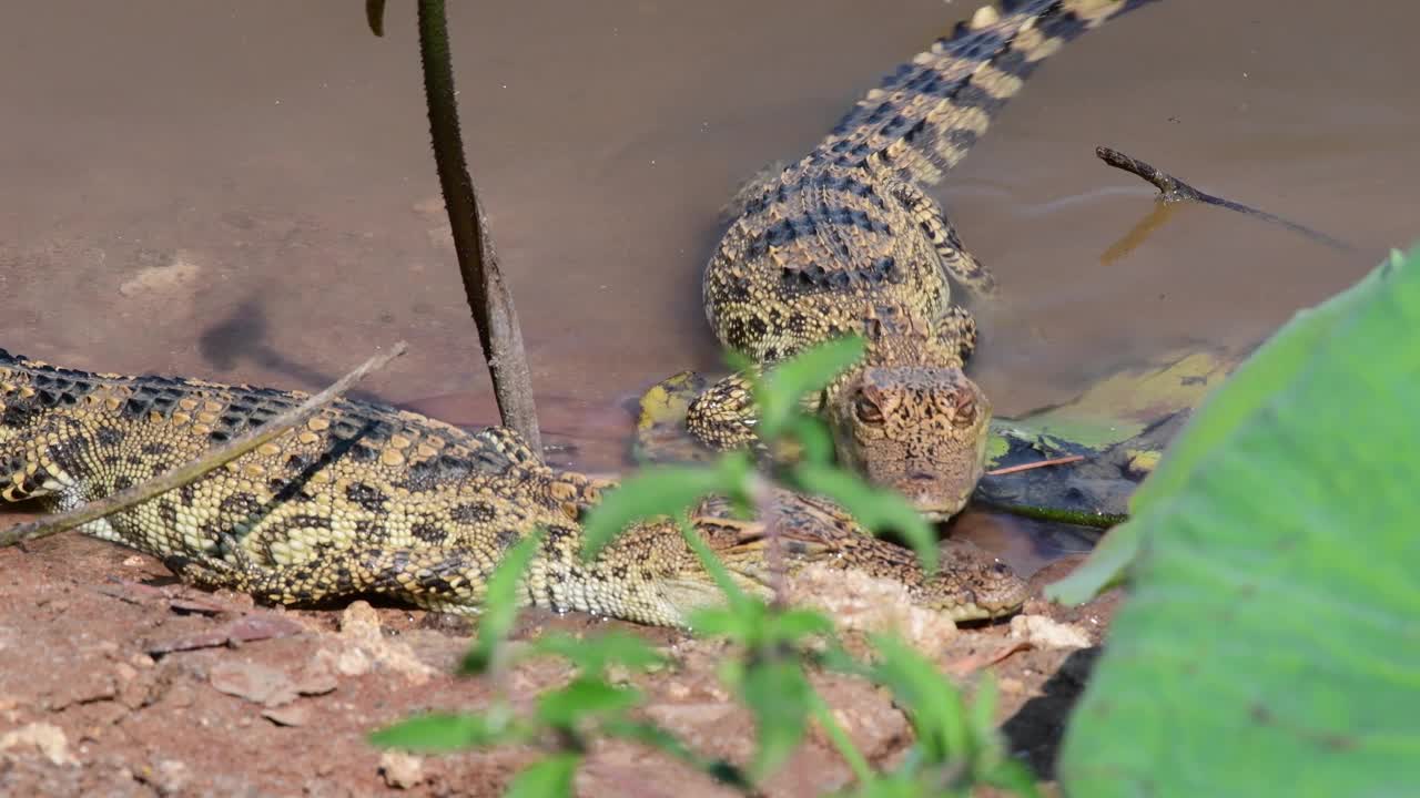 小暹罗鳄在自然界。视频下载