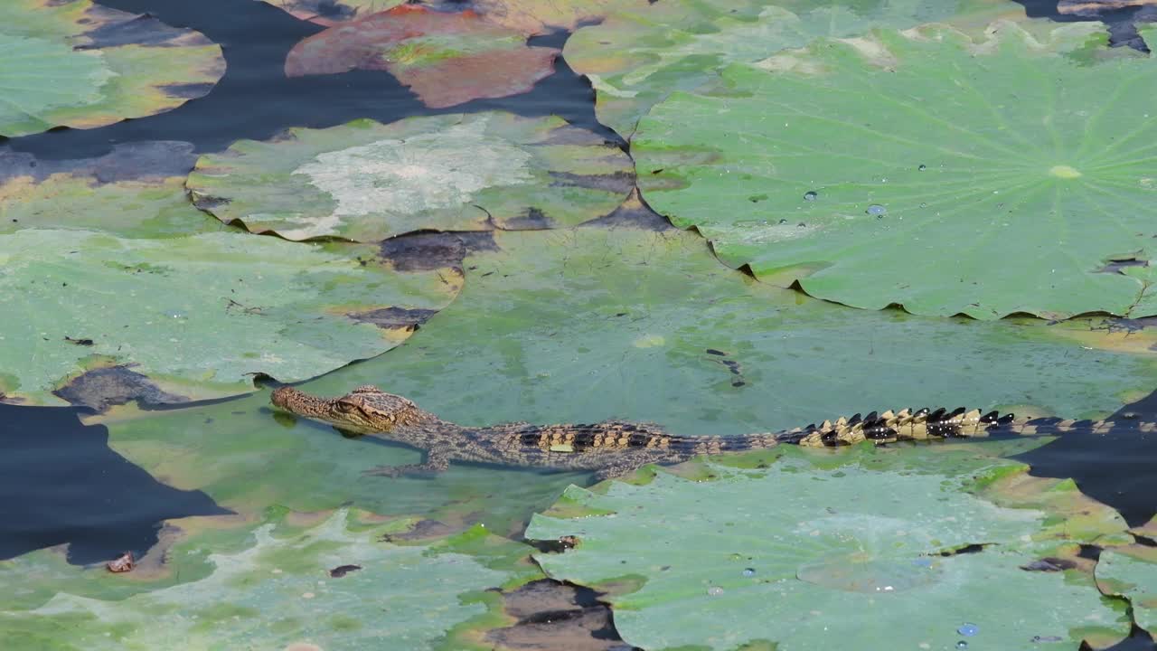 小暹罗鳄在自然界。视频下载