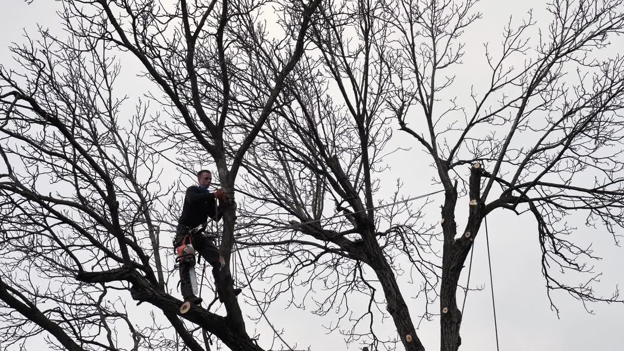 在自然景观中砍树的人视频下载