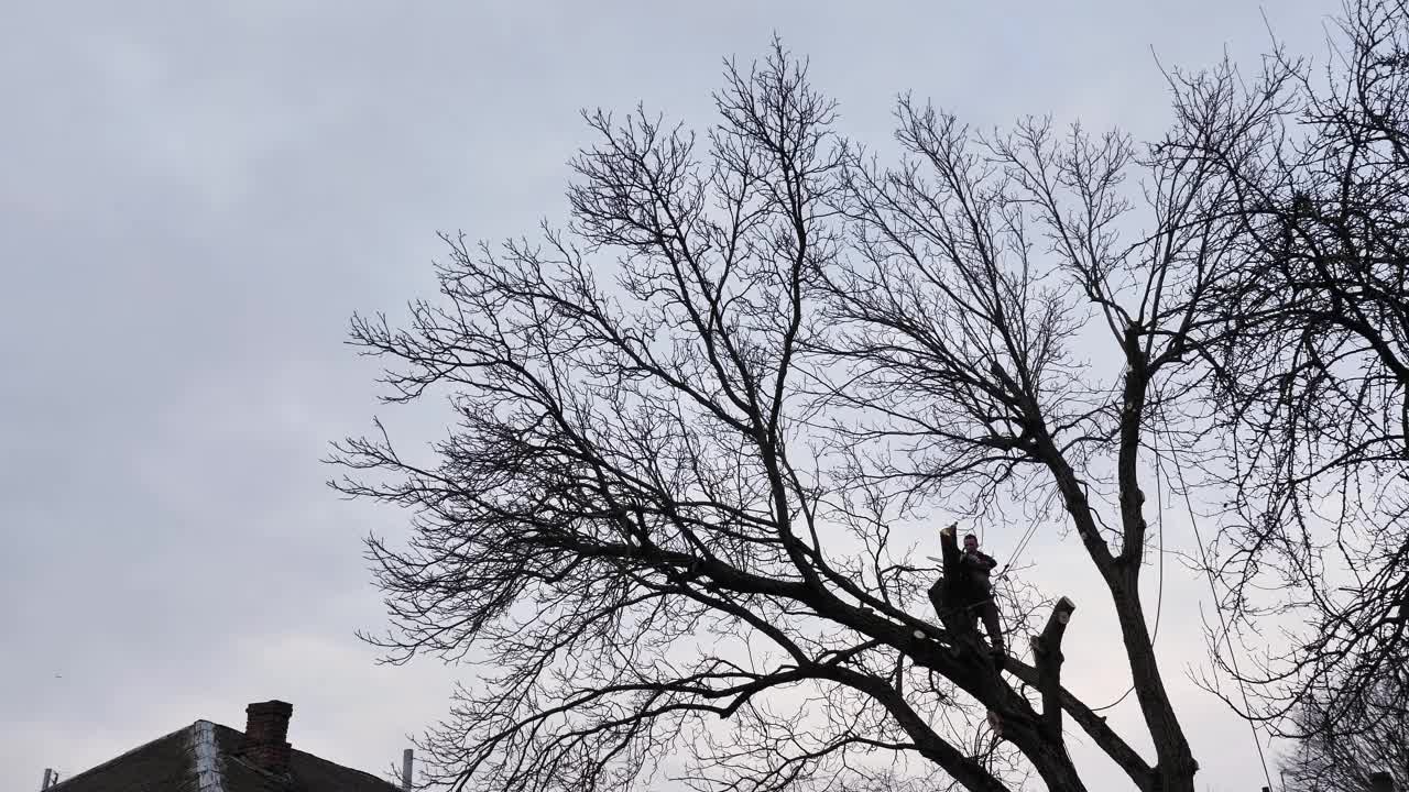 一名树艺师在村里砍树视频下载