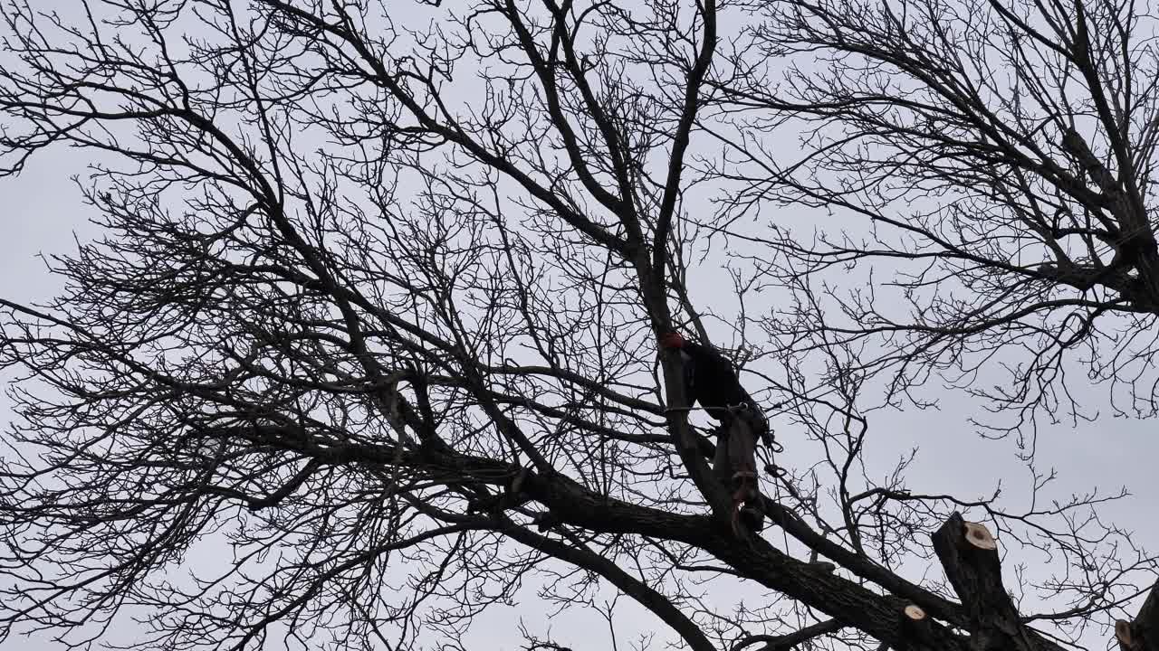 带装备的树艺师用电锯砍掉树枝视频下载